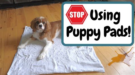 How To Stop Puppy From Chewing Pee Pad